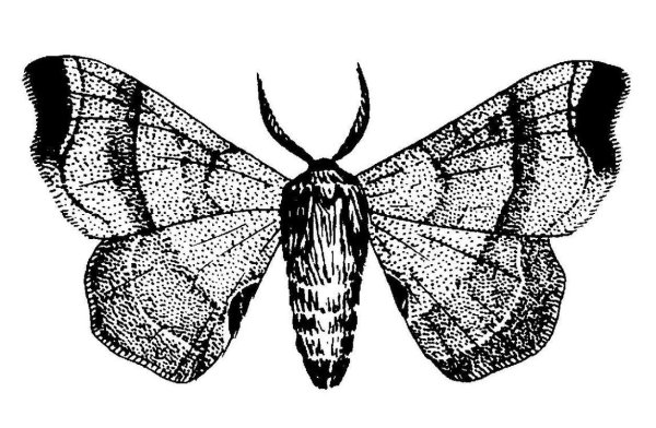 Тутовый шелкопряд черно белое