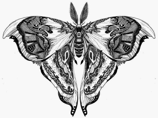Мотылек тату эскиз