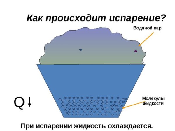 Испарение воды растениями 6 класс биология