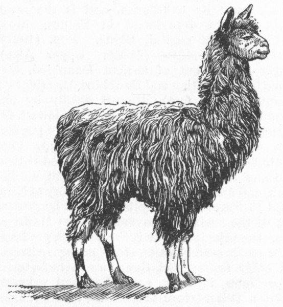 Черно белая лама