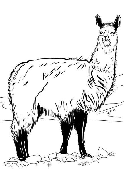 Лама раскраска для детей