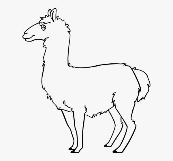 Раскраски альпака и лама