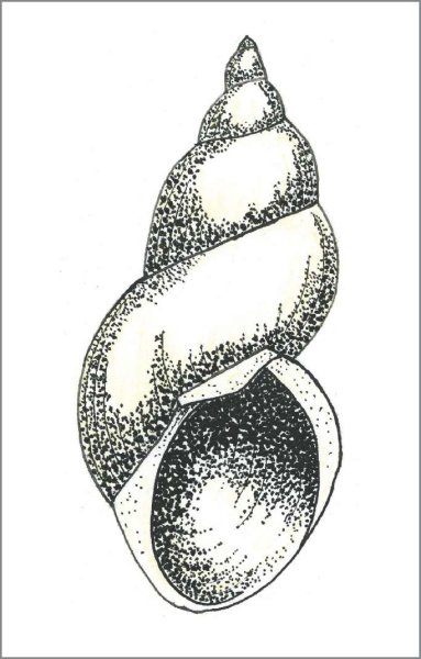 Внешнее строение раковины большого прудовика