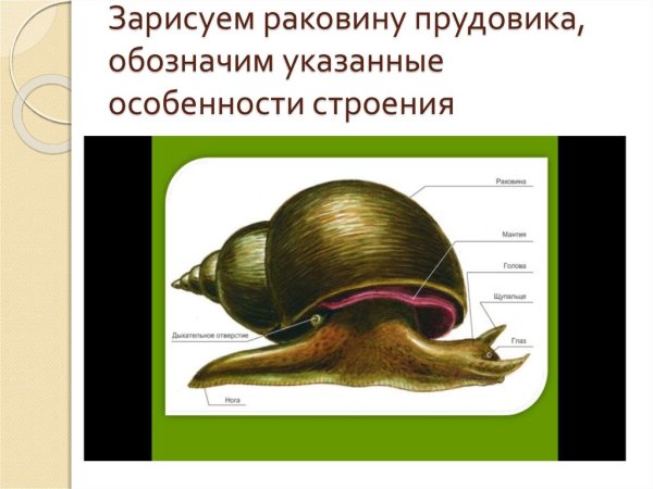 Внешнее строение прудовика обыкновенного