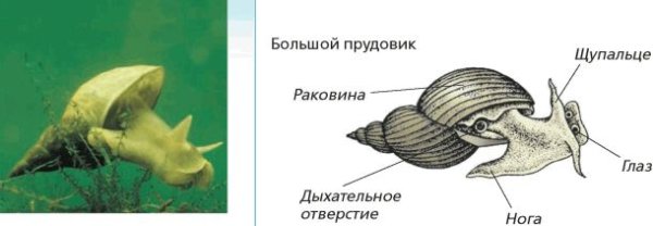 Улитка ахатина раскраска