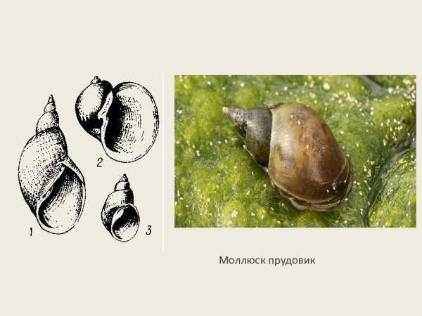 Ахатина рисунок