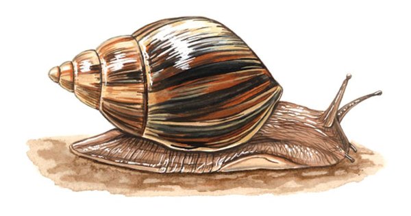 Прудовик яйцевидный