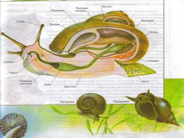 Малый прудовик