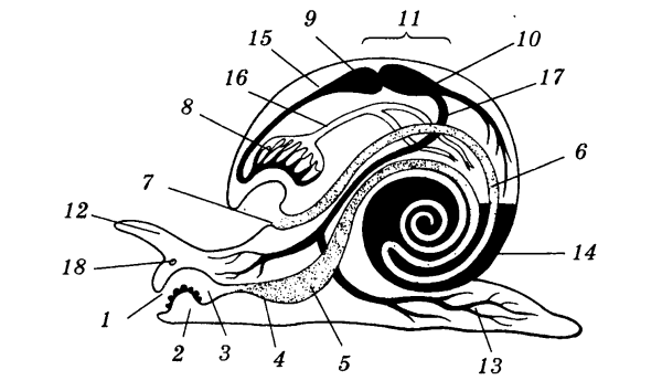 Строение раковины виноградной улитки