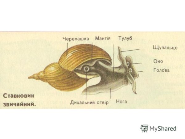 Внешнее строение раковины большого прудовика