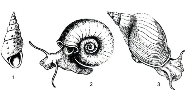 Прудовик обыкновенный рисунок