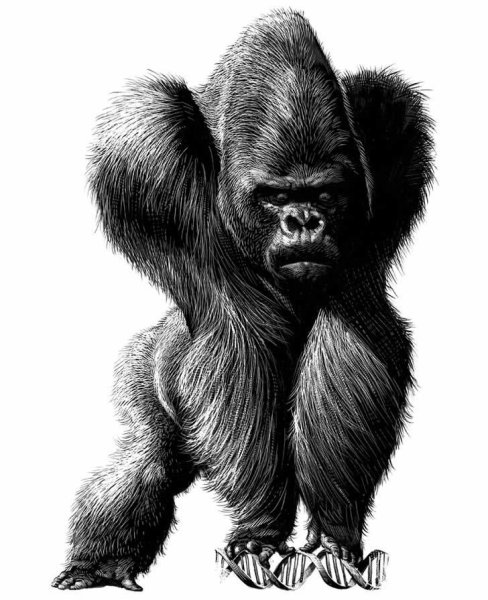 Горилла набросок