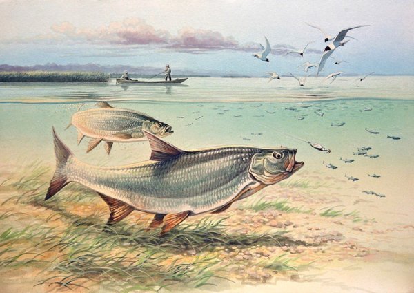 Александр Дегтев рыба