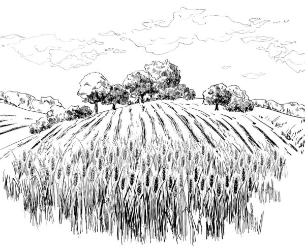 Пшеничное поле карандашом