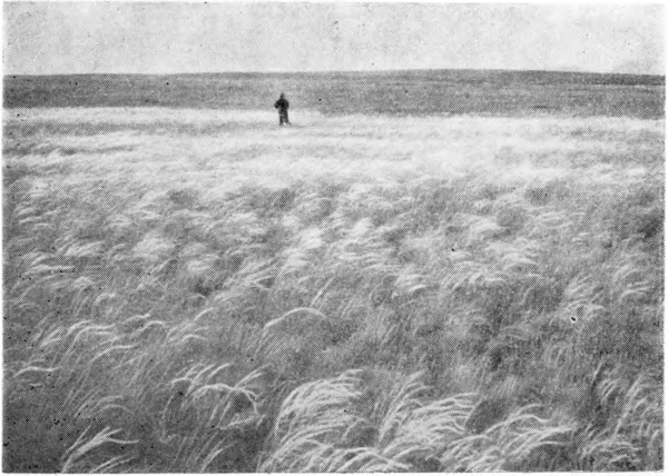 Степь рисунок