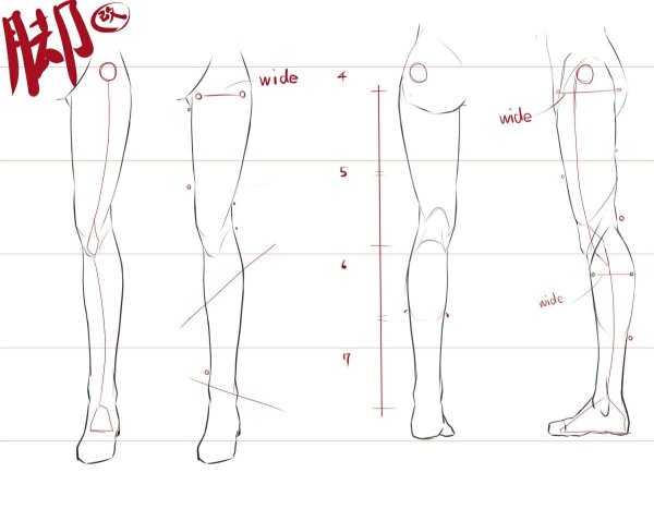 Анатомия женских ног для рисования