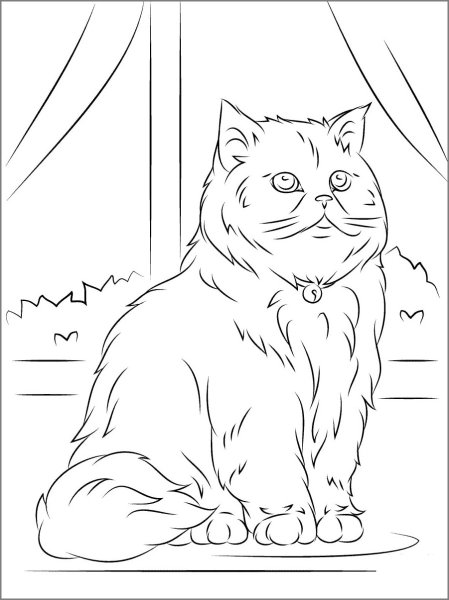 Раскраска британский кот