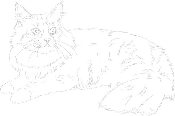 Раскраска кота Мейн куна