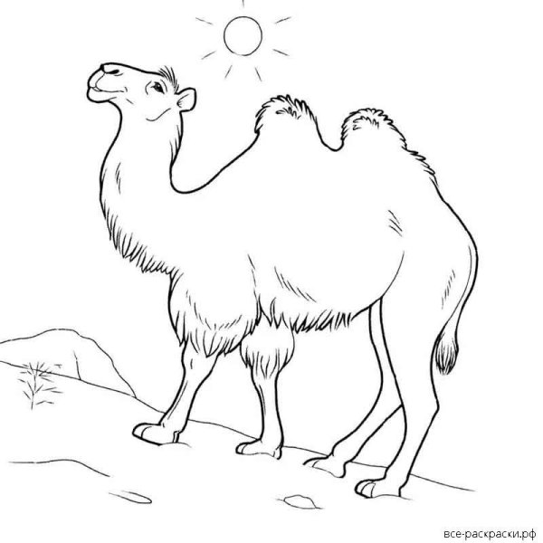 Верблюд раскраска для детей