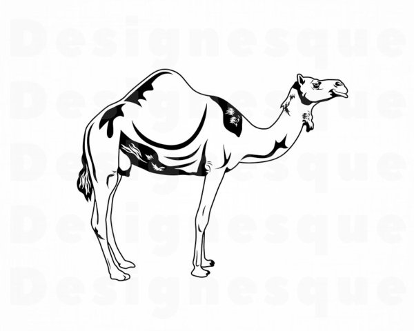 Верблюд для раскрашивания