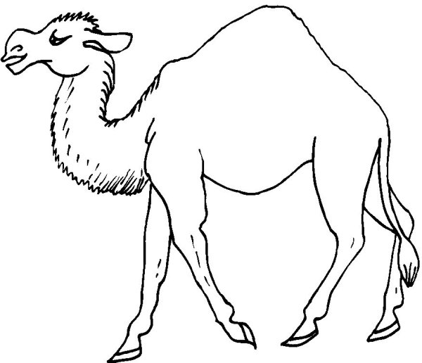 Верблюжонок раскраска