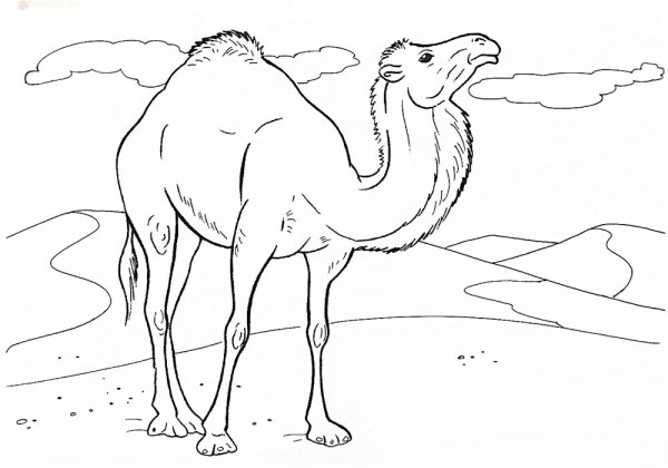 Раскраска пустыня для детей