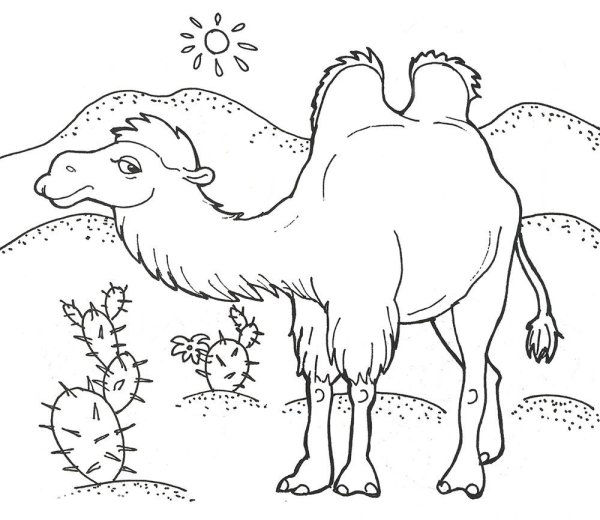 Киплинг отчего у верблюда горб раскраска