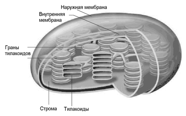 Строение хлоропласта без обозначений