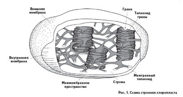 Схема строения хлоропласта
