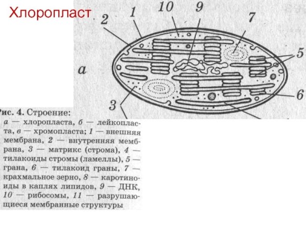 Хлоропласт строение черно белое