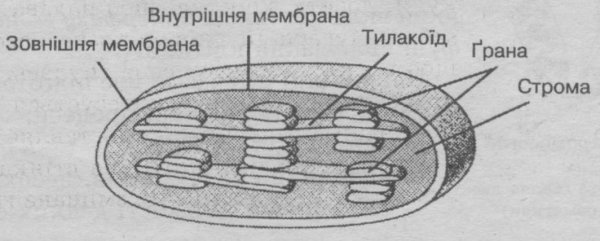 Строение хлоропласта без подписей
