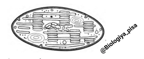Хлоропласт строение чб