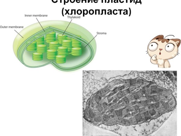 Строение хлоропласта Ламелла