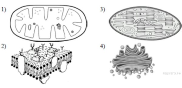 Органоиды хлоропласты ЕГЭ