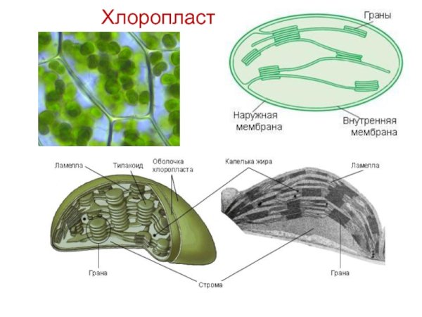 Хлоропласт рисунок без подписей