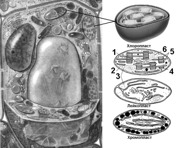 Митохондрии органоид ЕГЭ