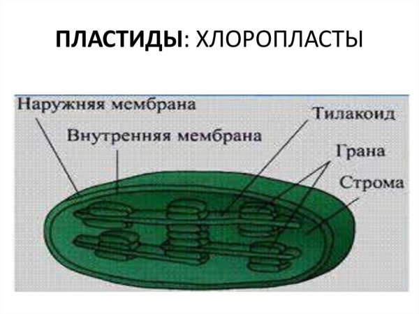 Органоиды клетки ЕГЭ биология