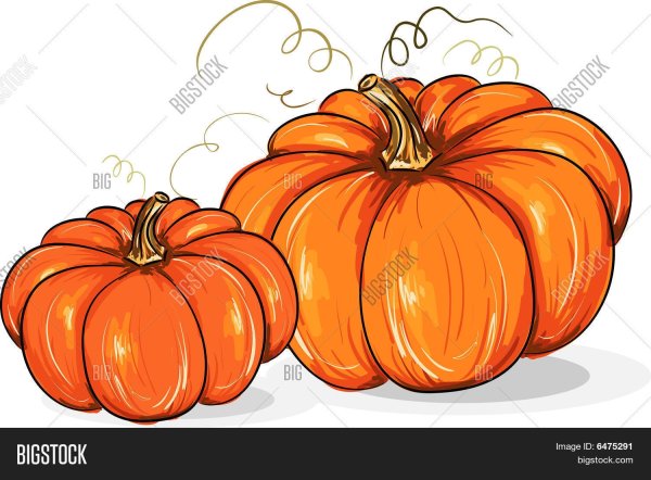 Тыква рисунок на белом фоне