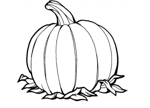 Тыква набросок