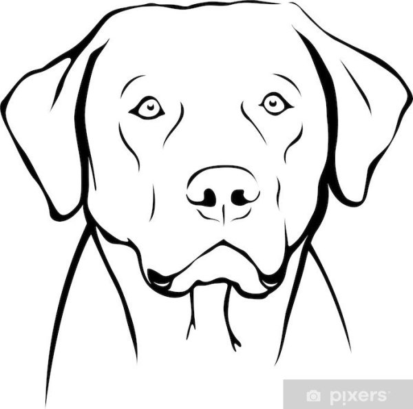 Лабрадор для выжигания