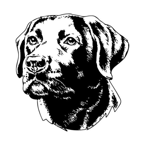 Лабрадор ретривер вектор чб