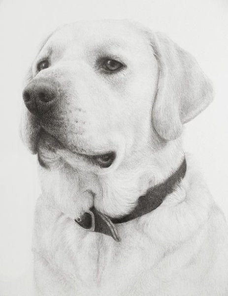 Лабрадор рисунок карандашом