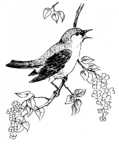 Соловей раскраска