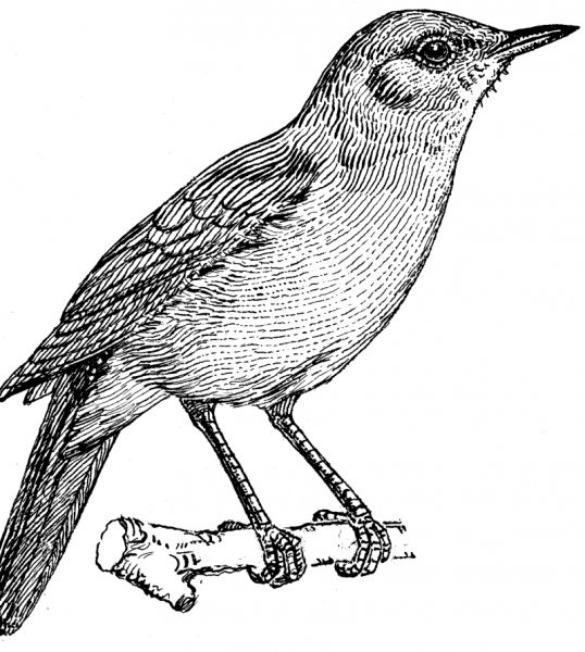 Соловей раскраска для детей