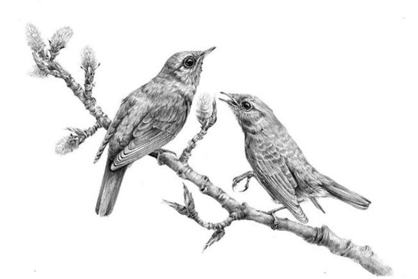 Птицы красивые Графика