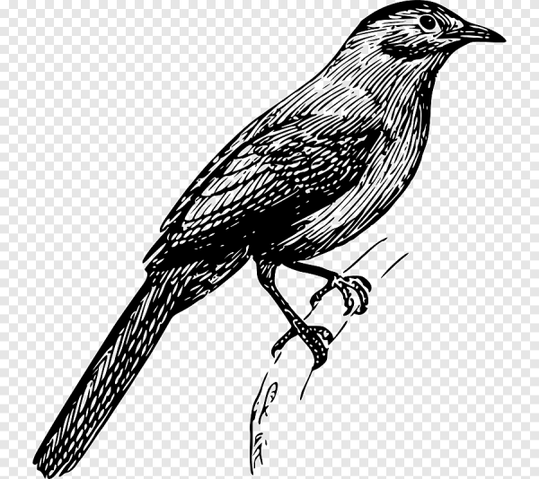 Скворец раскраска для детей