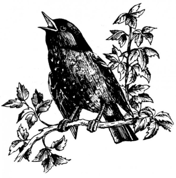 Курский Соловей раскраска