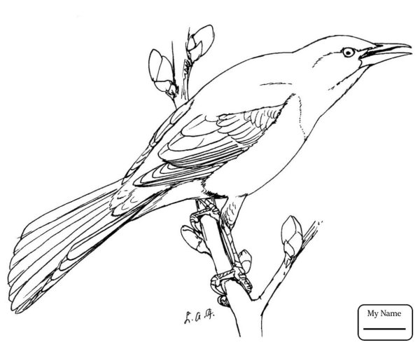 Соловей черно белый