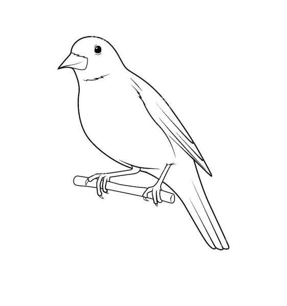 Птица черно белая