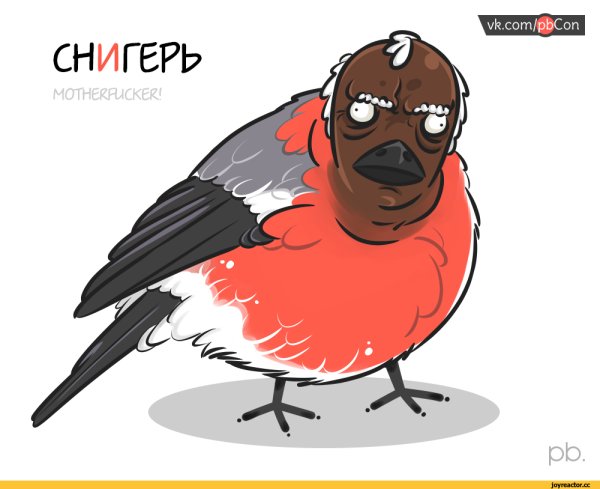 Снегирь негр